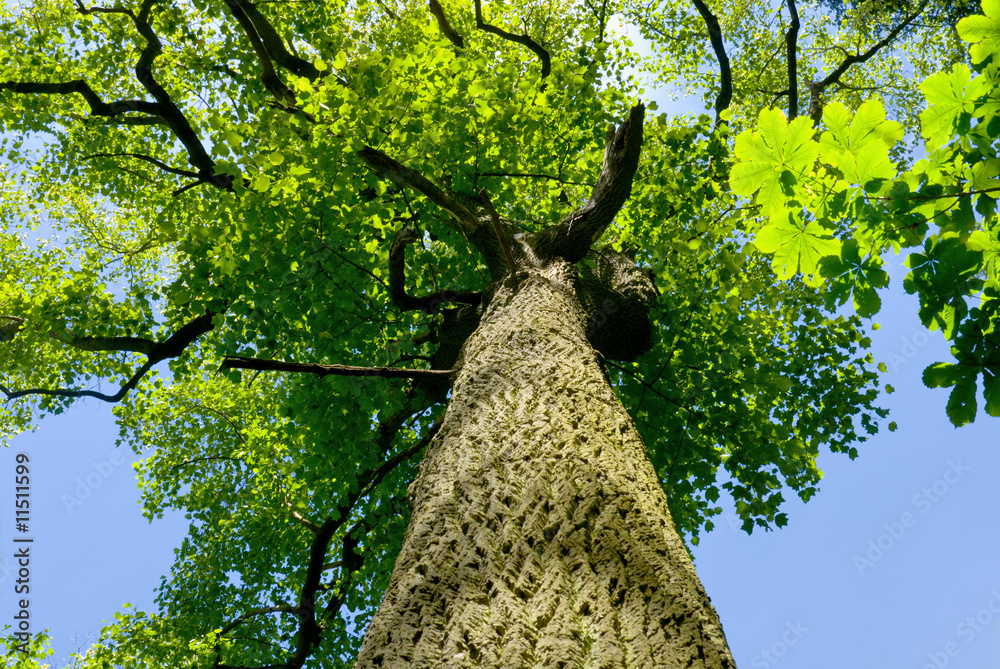 Alter Baum und freundlicher Himmel