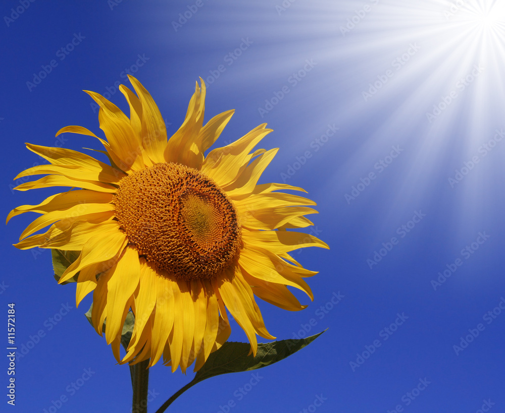 Sunflower