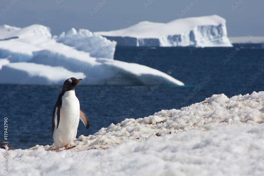 Eselspinguin