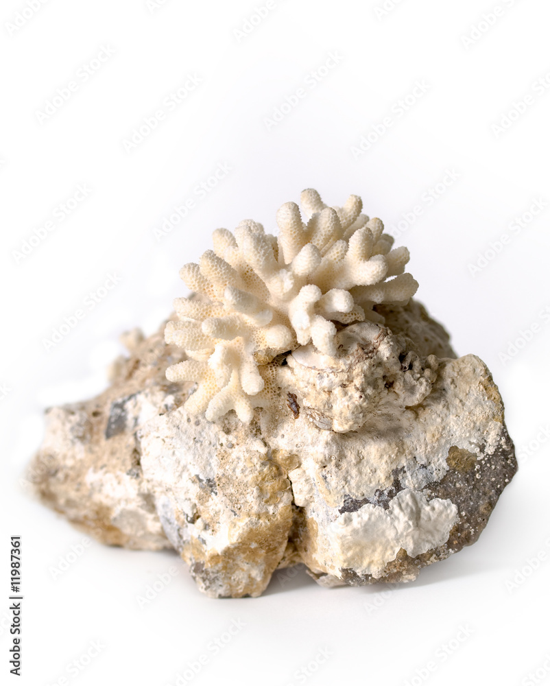 coral on stone