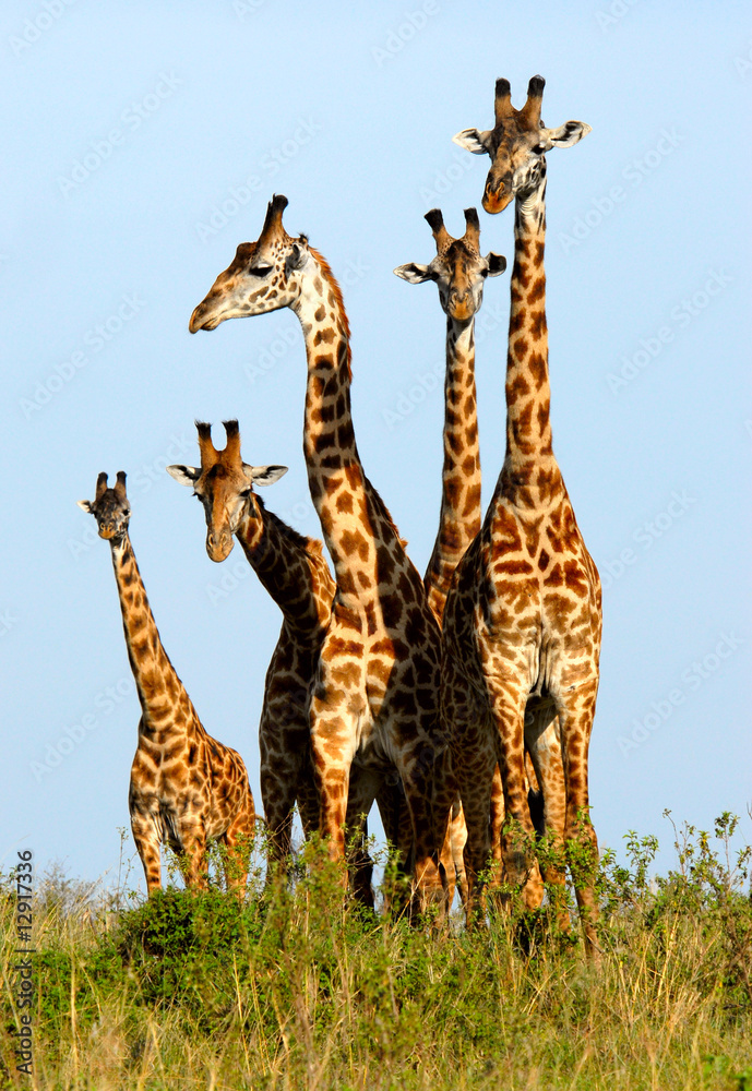 Family of giraffes