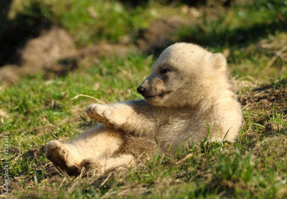 cute polar bear cub