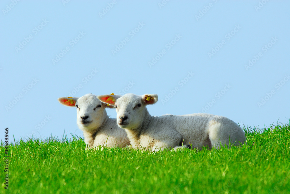 cute lambs in spring