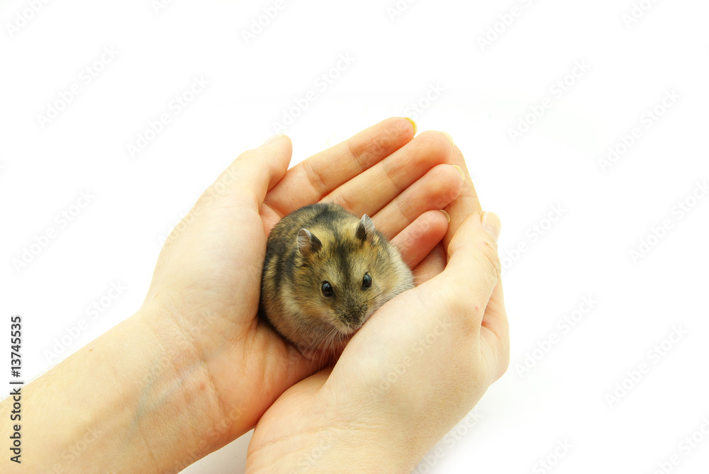 hamster in hands