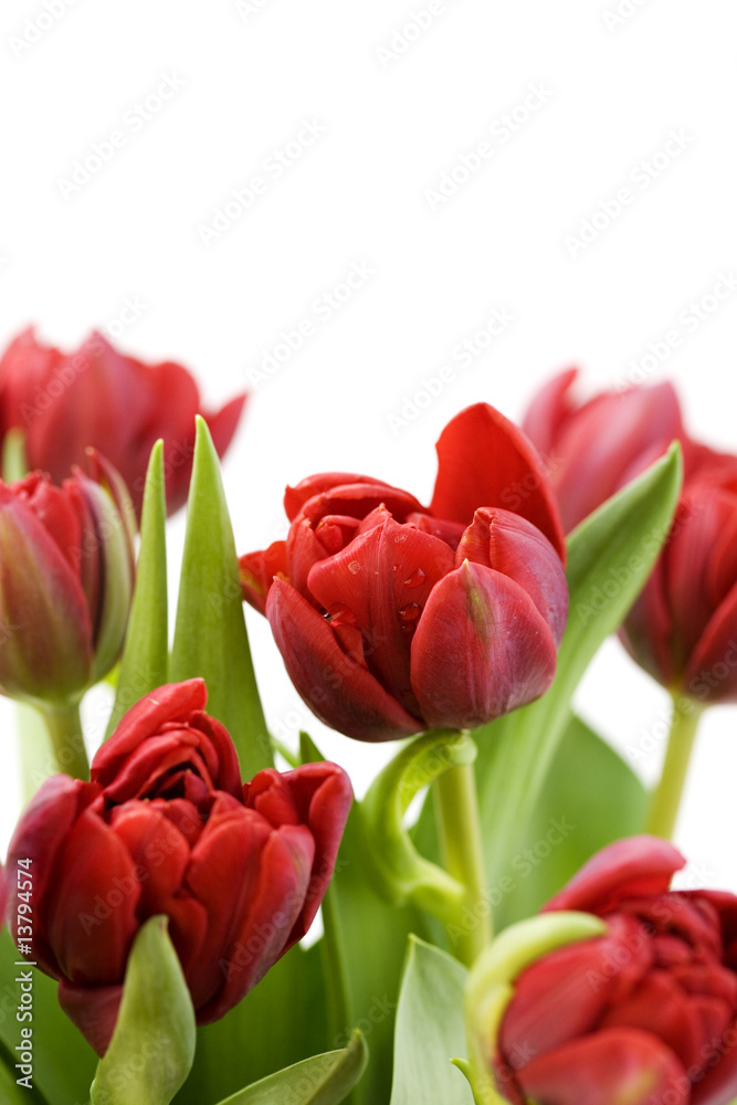 fresh tulips