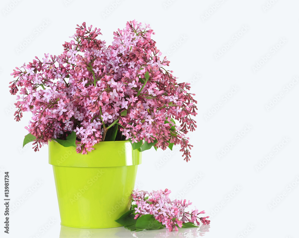 Lilacs