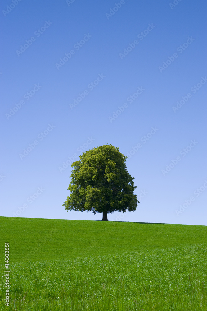 Baum, Wiese, Himmel