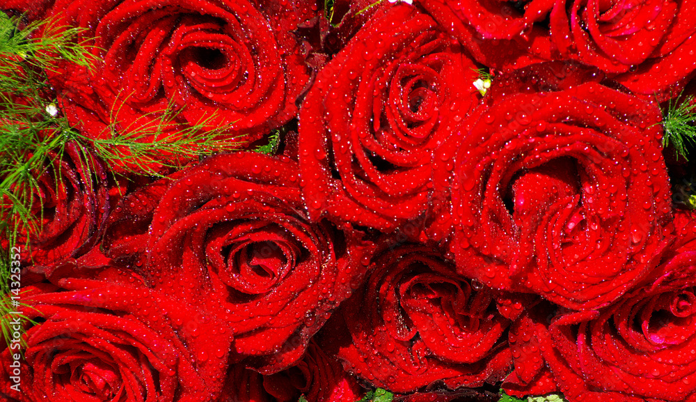 roses background