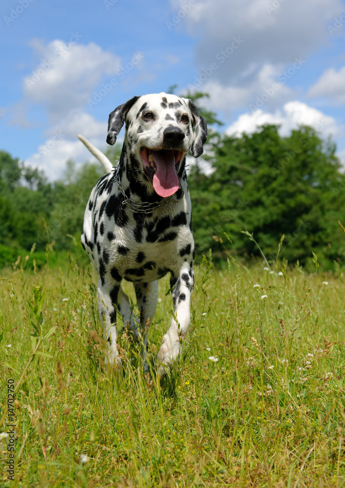 running Dalmatian