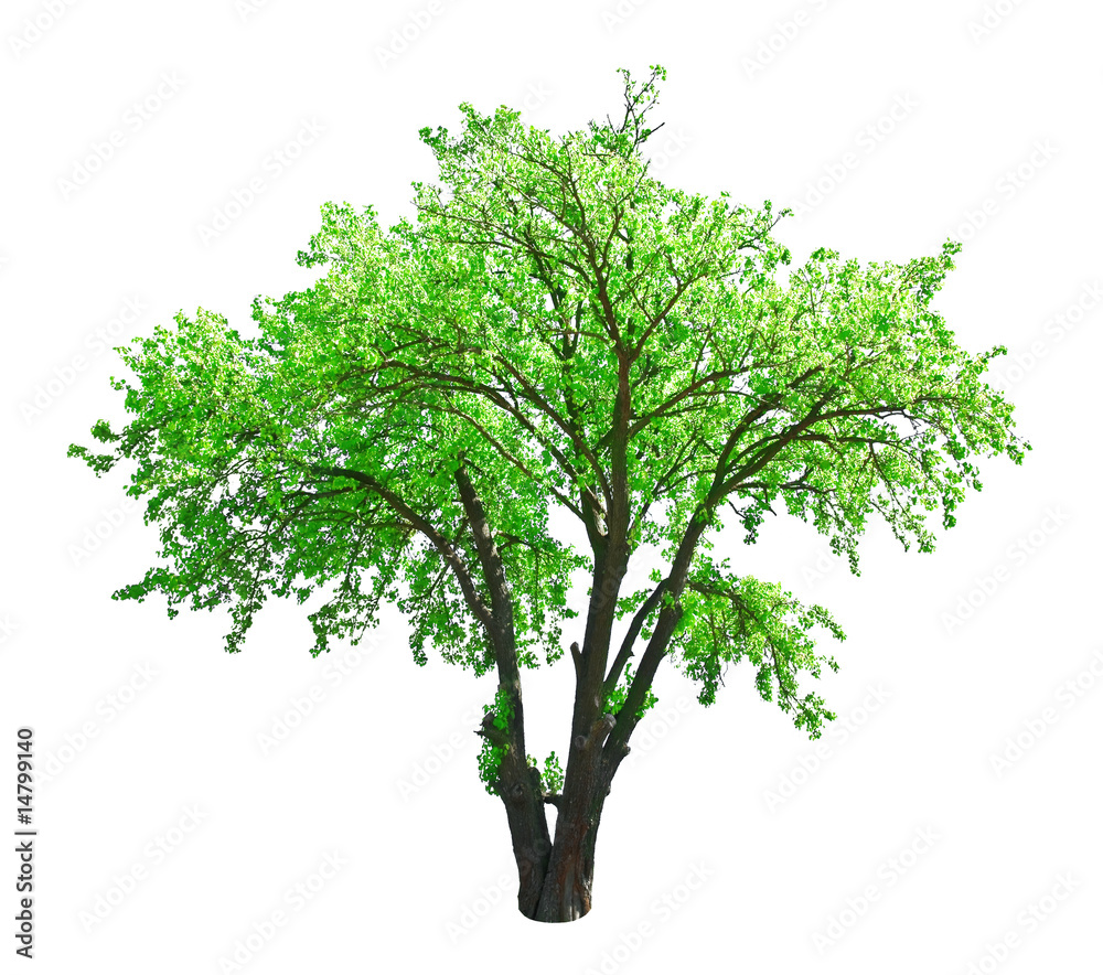 tree