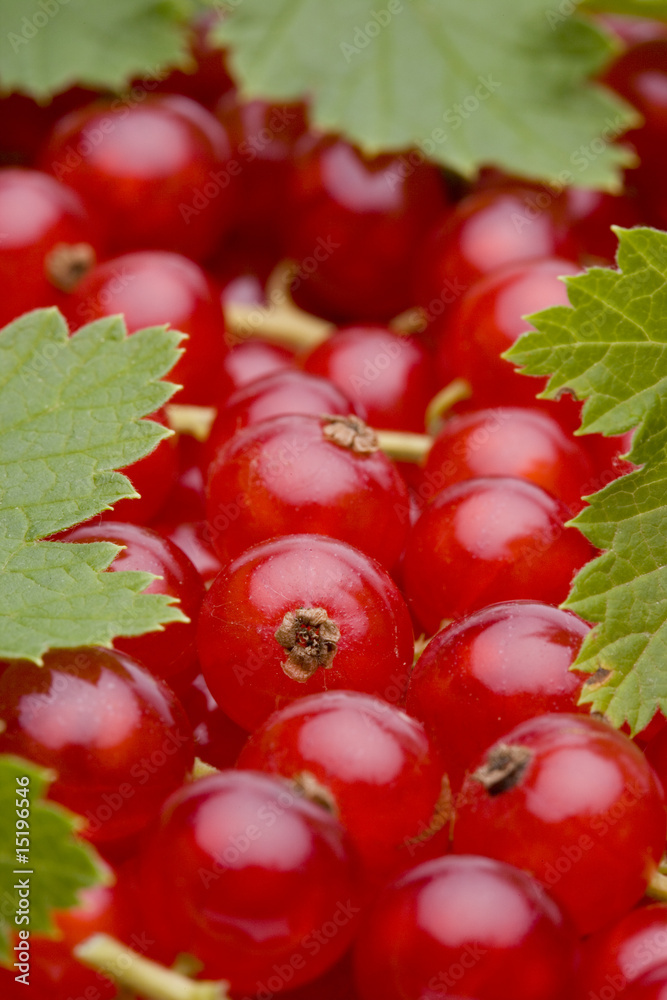 Rote Johannisbeeren