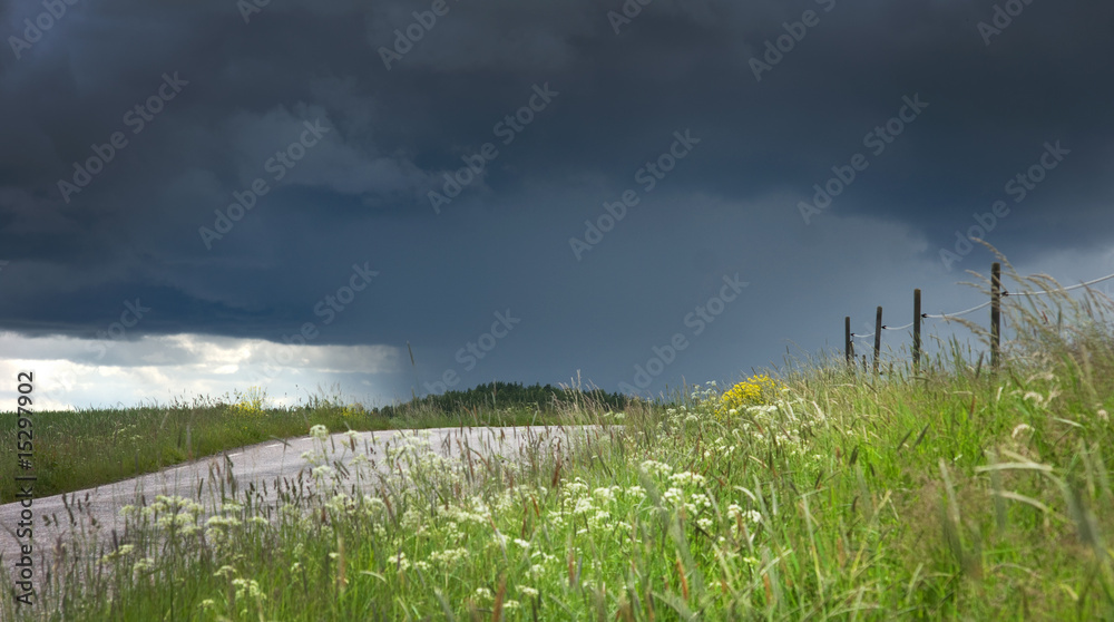 Summer landscape