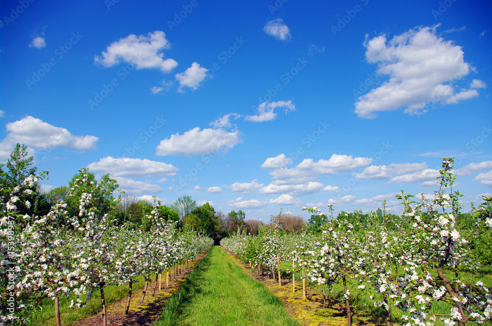 blossom apple tree