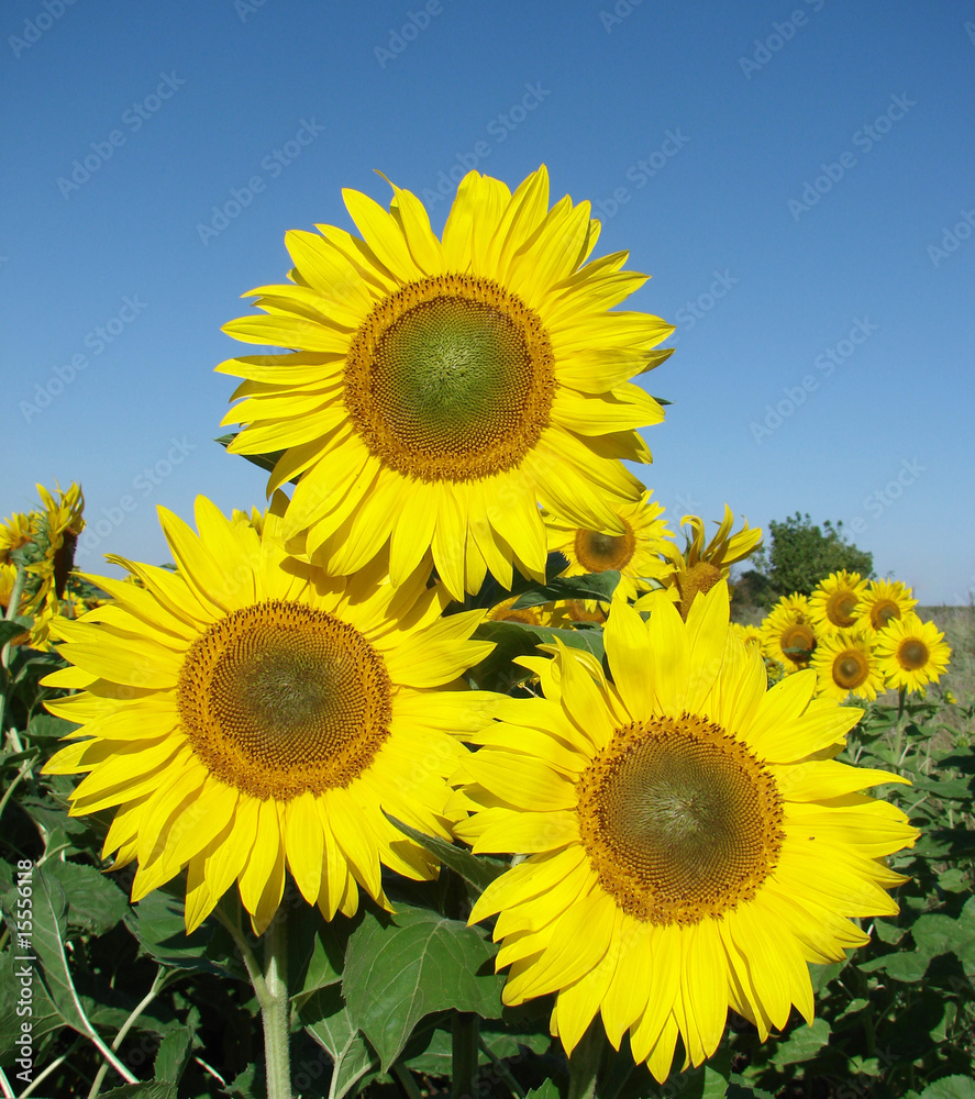 sunflower