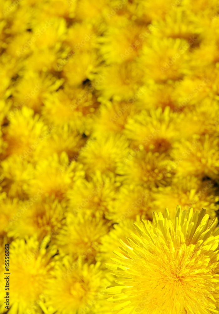 background yellow dandelion