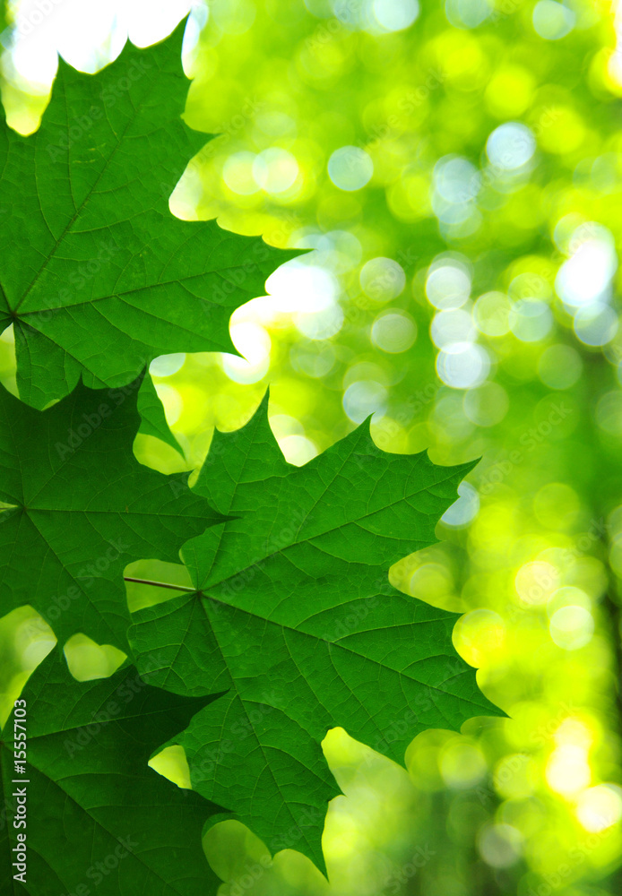 leaves