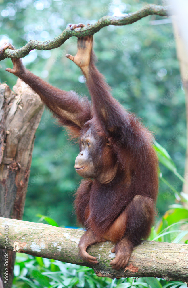 A snapshot monkey on sitting on a tree