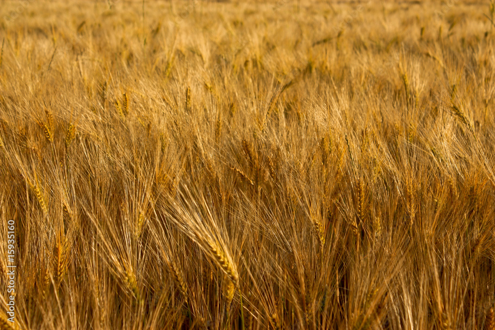 Golden Fields - Champs de blé