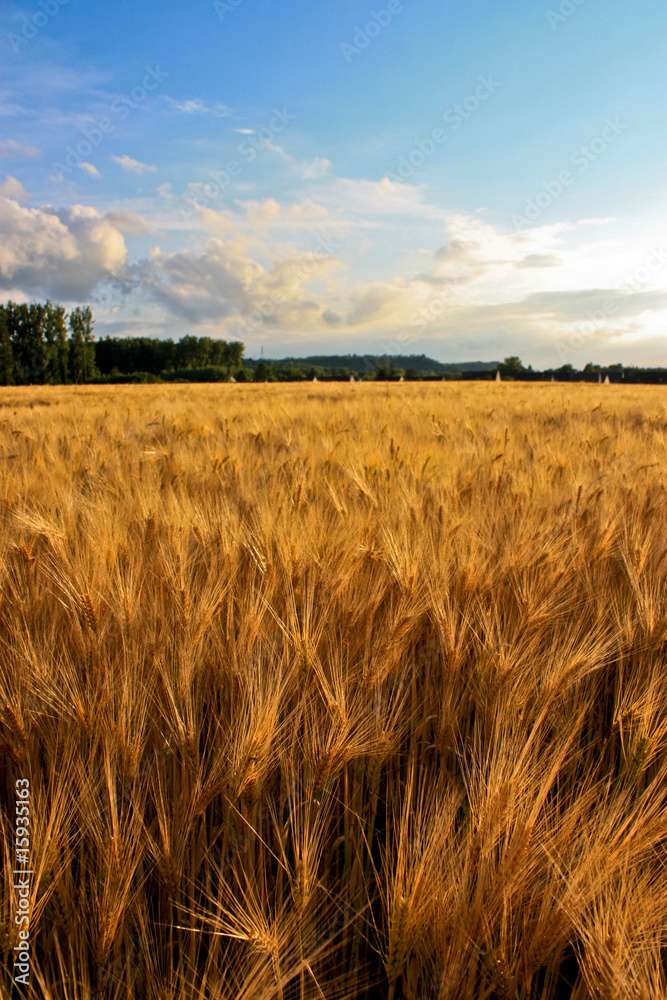 Golden Fields - Champs de blé