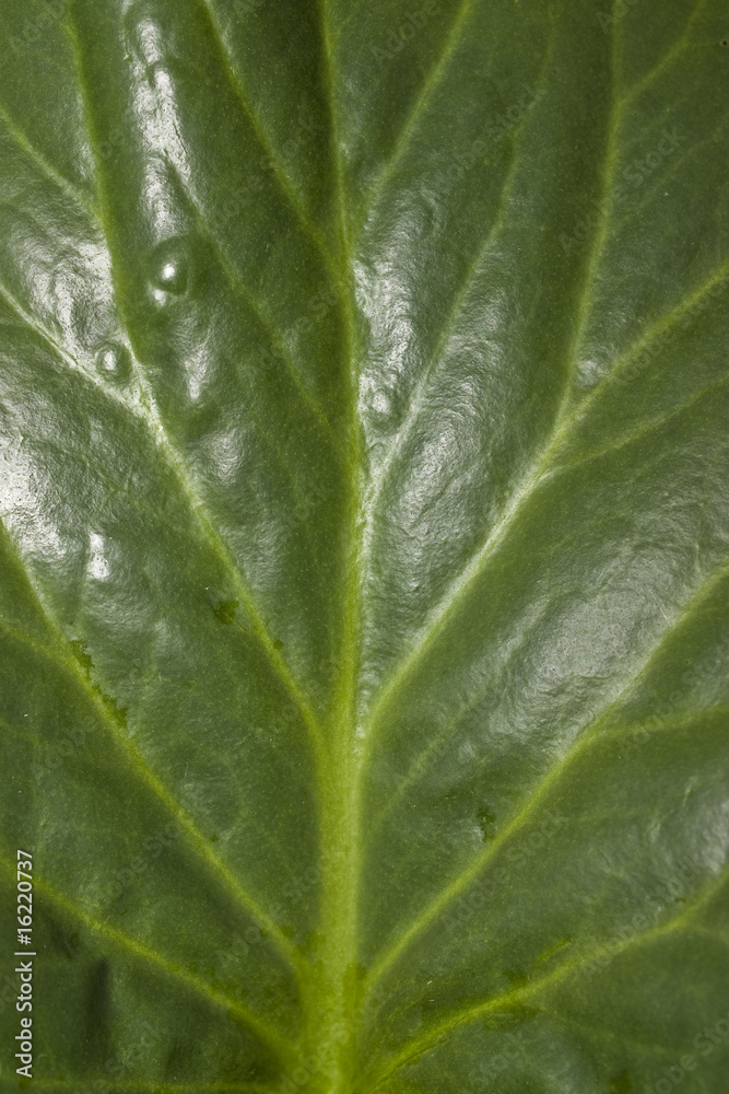 Leaf Texture Background - Feuille nervure