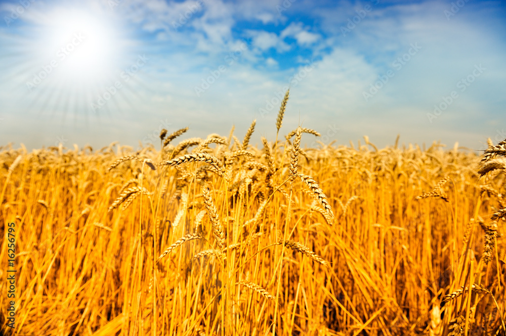 wheat field