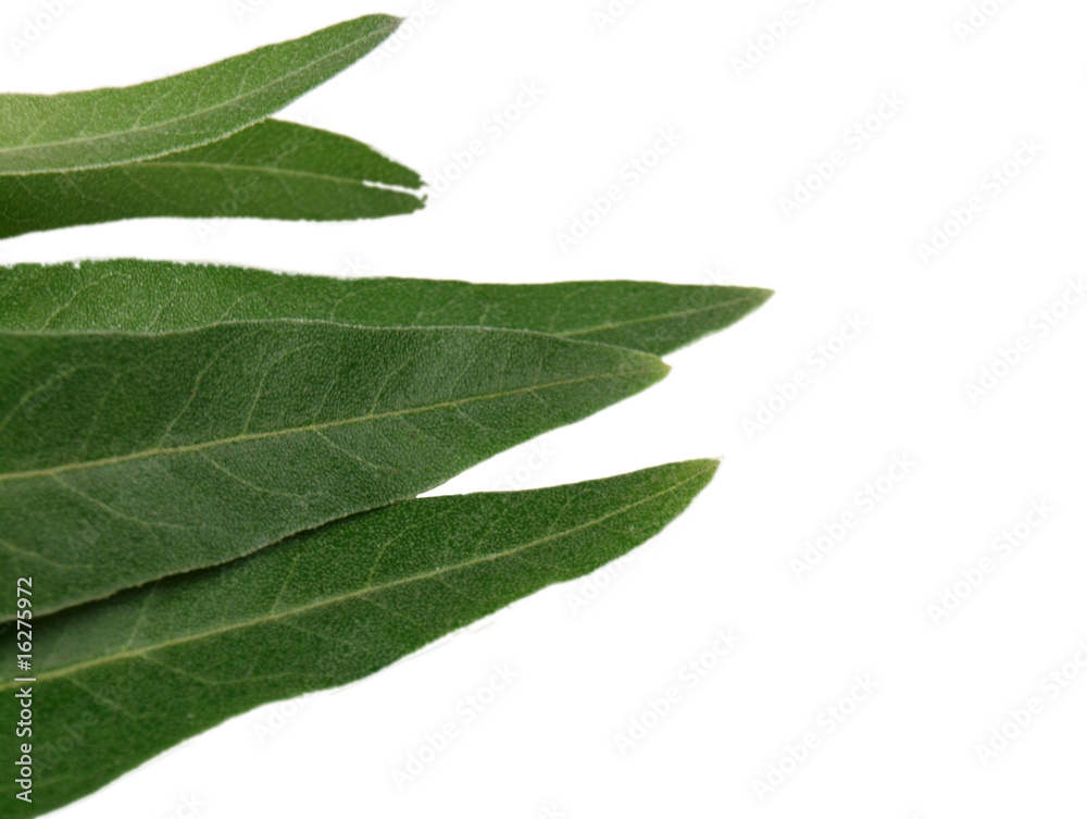 Olives leaves on white background