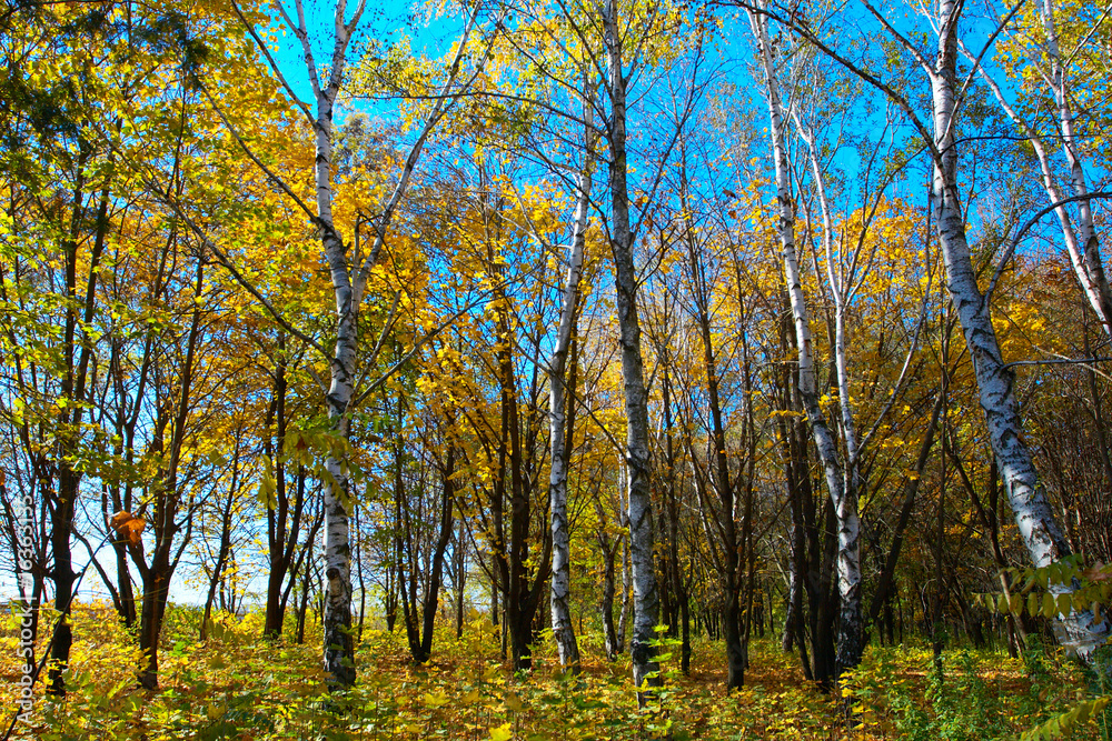 autumn forest