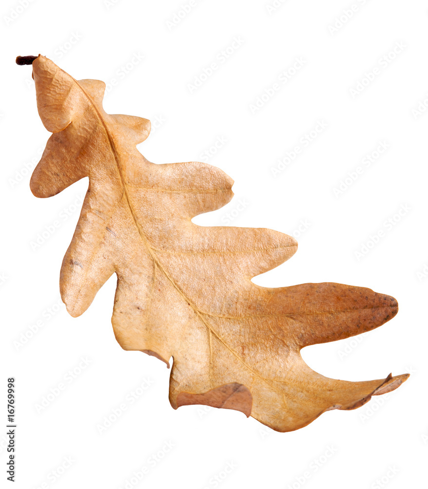 Autumn Oak Leaf isolated on white background