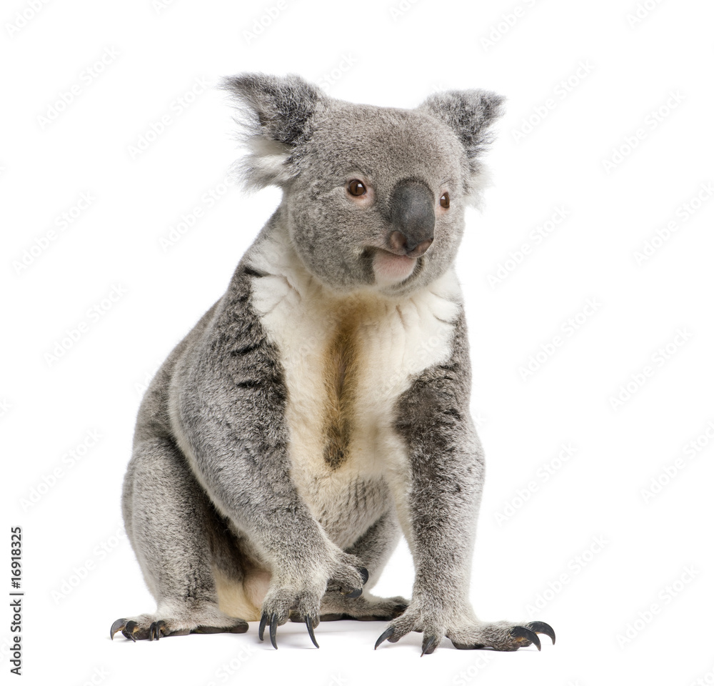 Portrait of male Koala bear, in front of white background