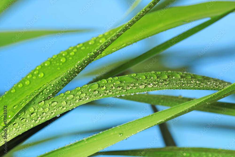 绿草如茵