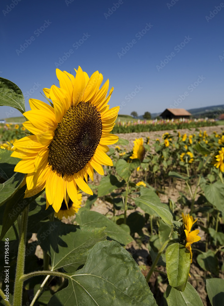 Summer field of sunflowers