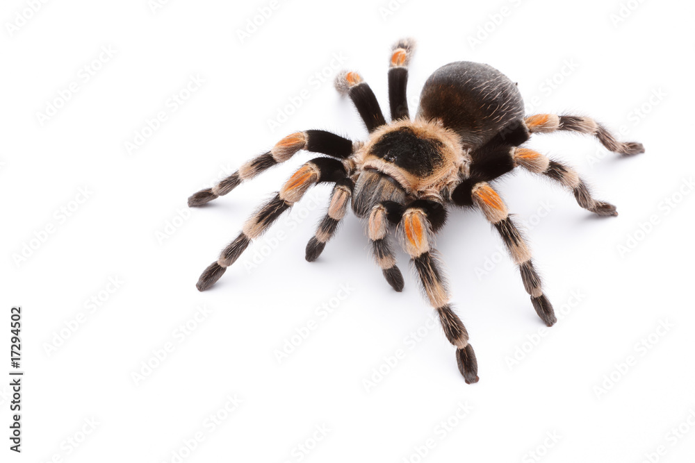 red knee tarantula