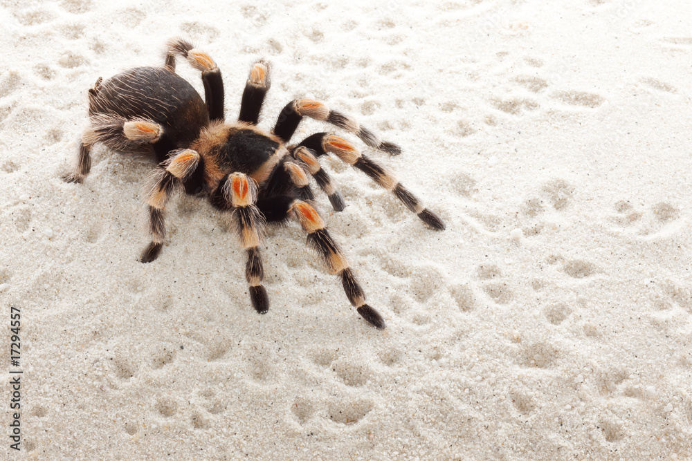 red knee tarantula