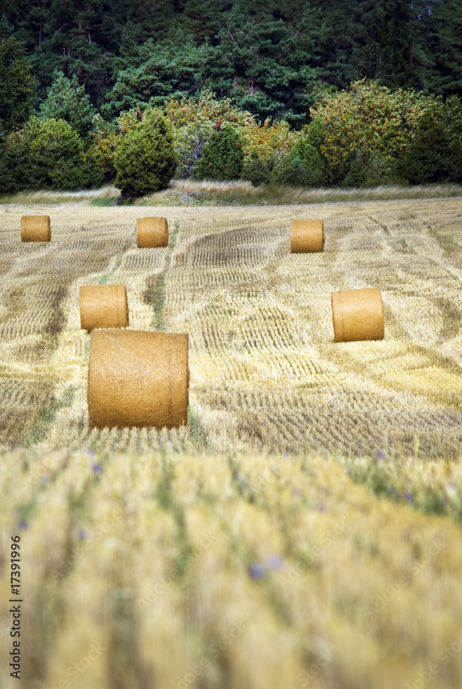 Hay bales