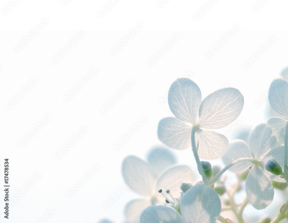 Abstract Hydrangea Flowers