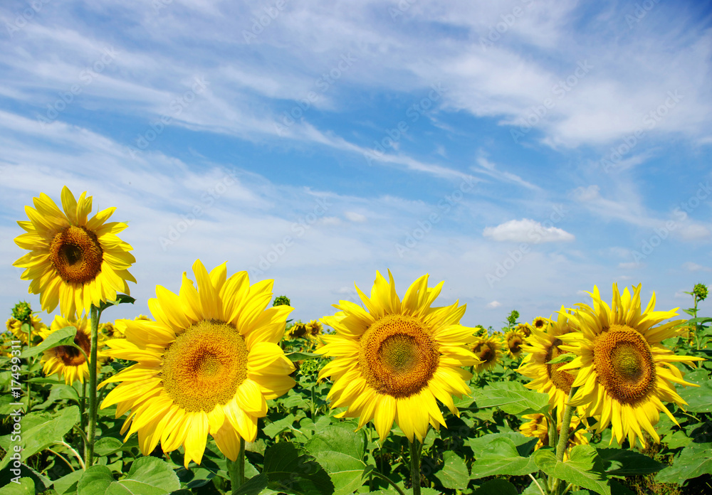 sunflowers