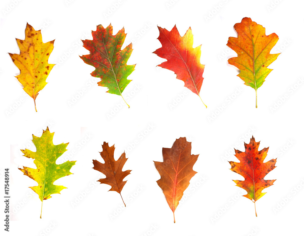 collection of autumn leaves