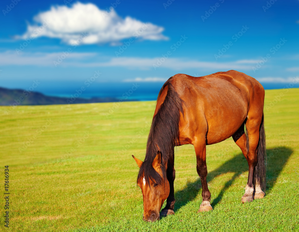 Grazing horse