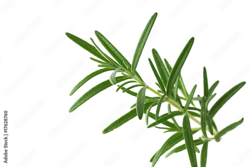 Rosemary