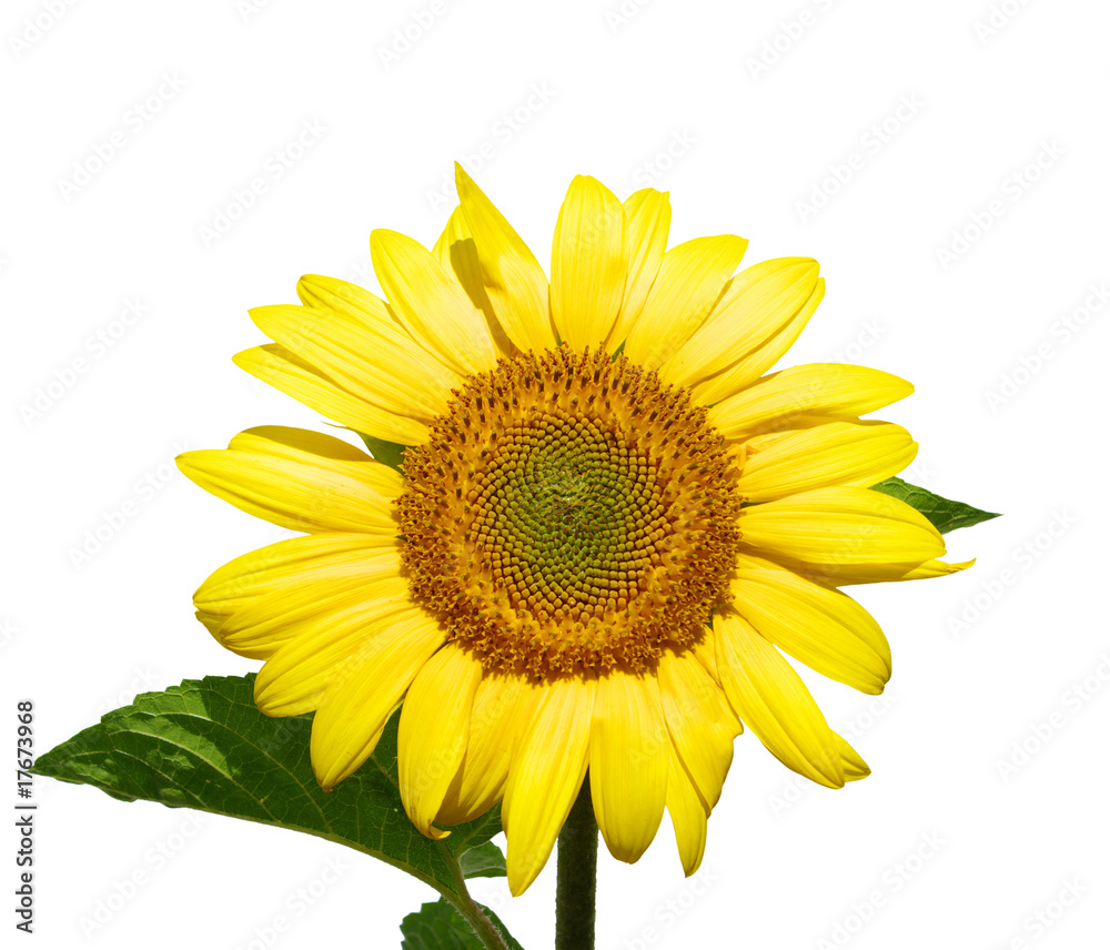 Yellow sunflower