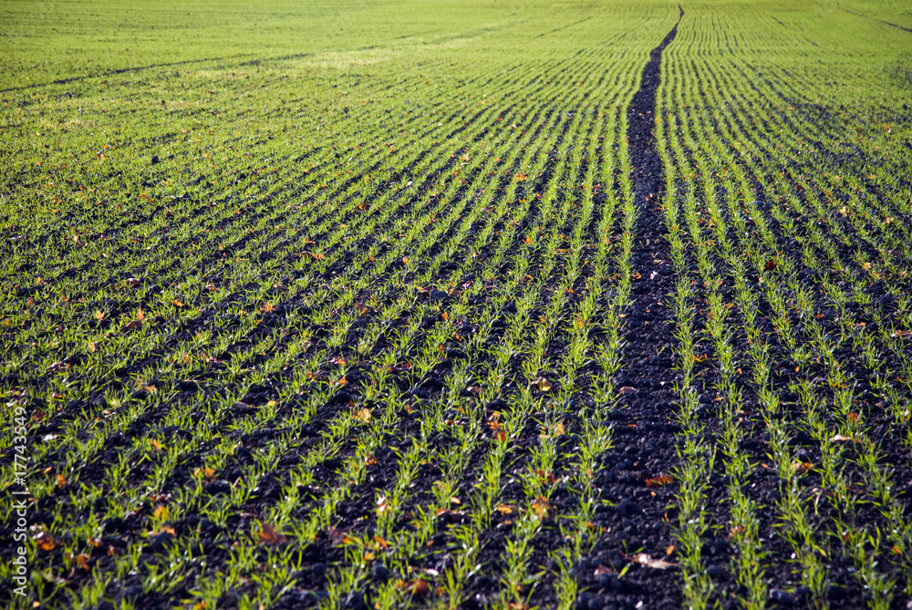 Background of plowd field