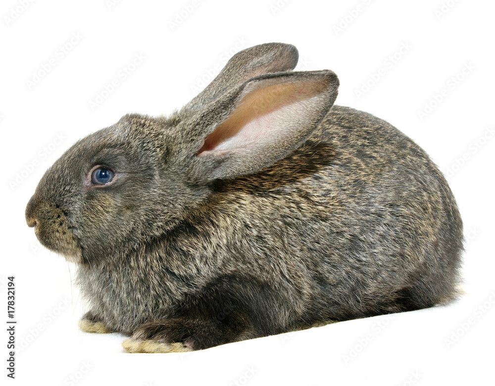 rabbit