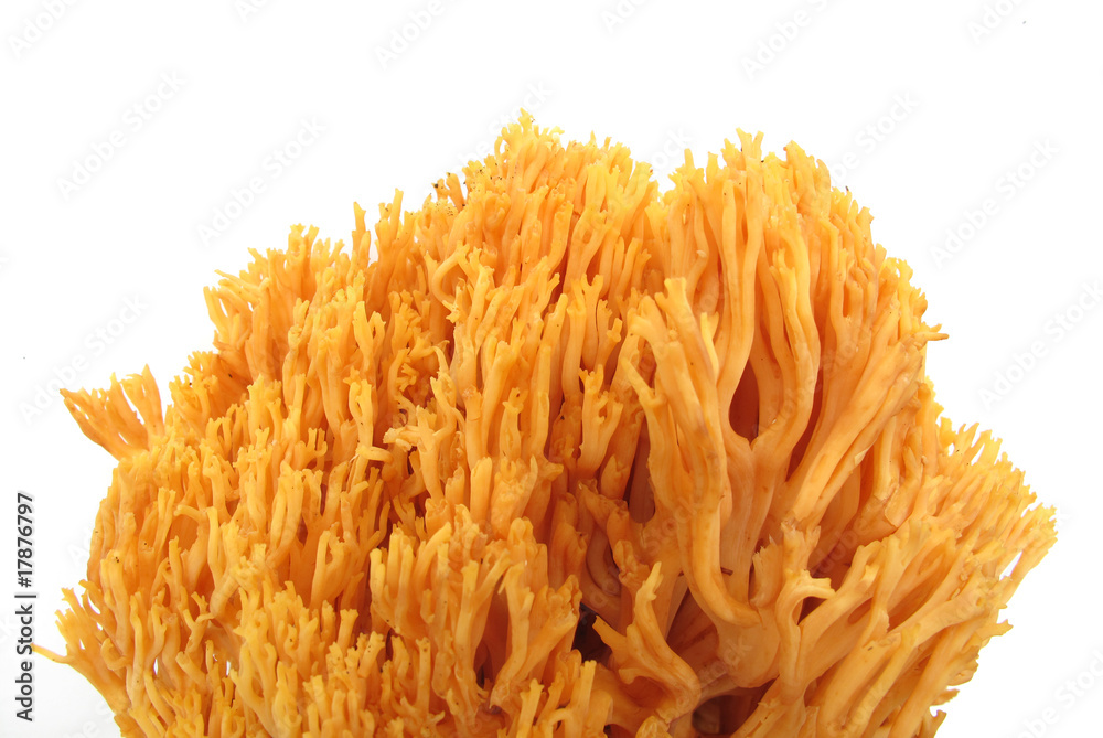 白色珊瑚蘑菇Ramaria flava长乐