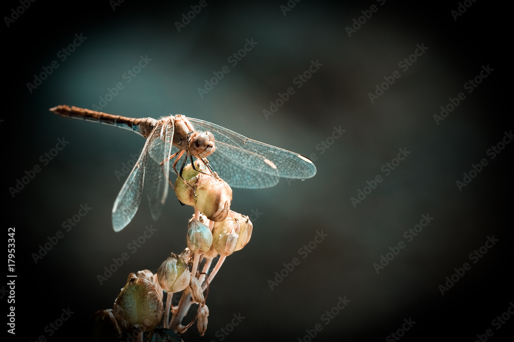 Sympetrum meridionalis