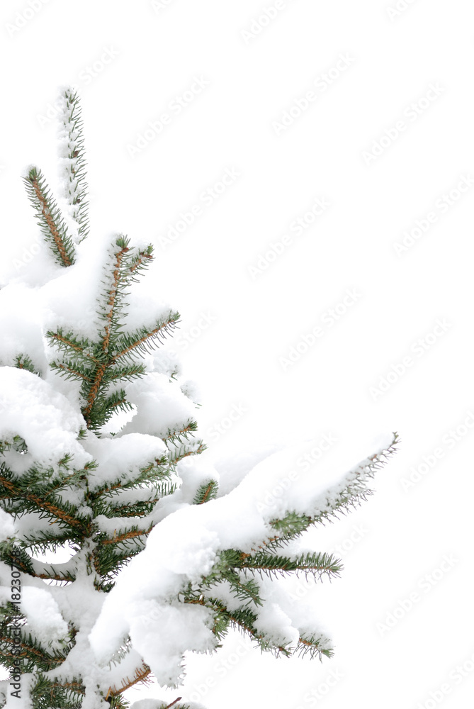 带雪的松树