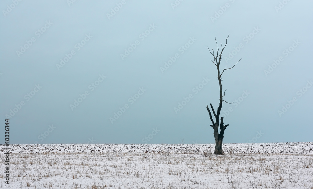 雪中树