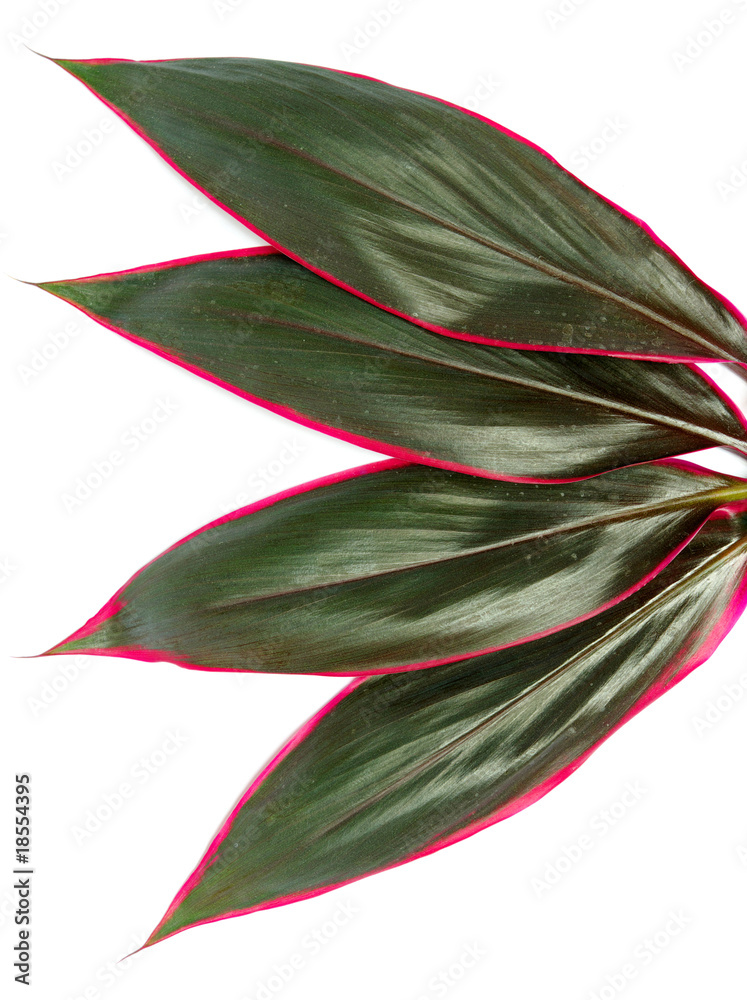 leaves