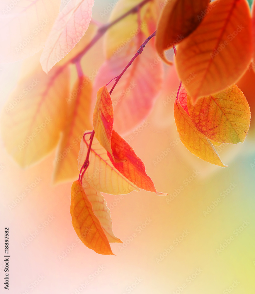 Autumn Leaves