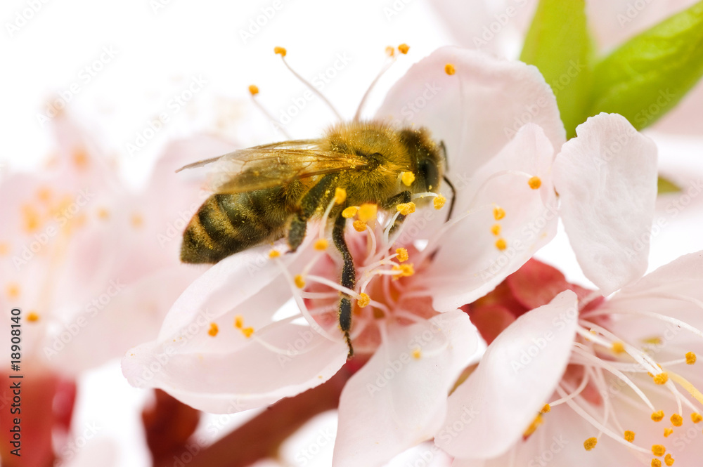 蜜蜂在春花上。隔离在白色上