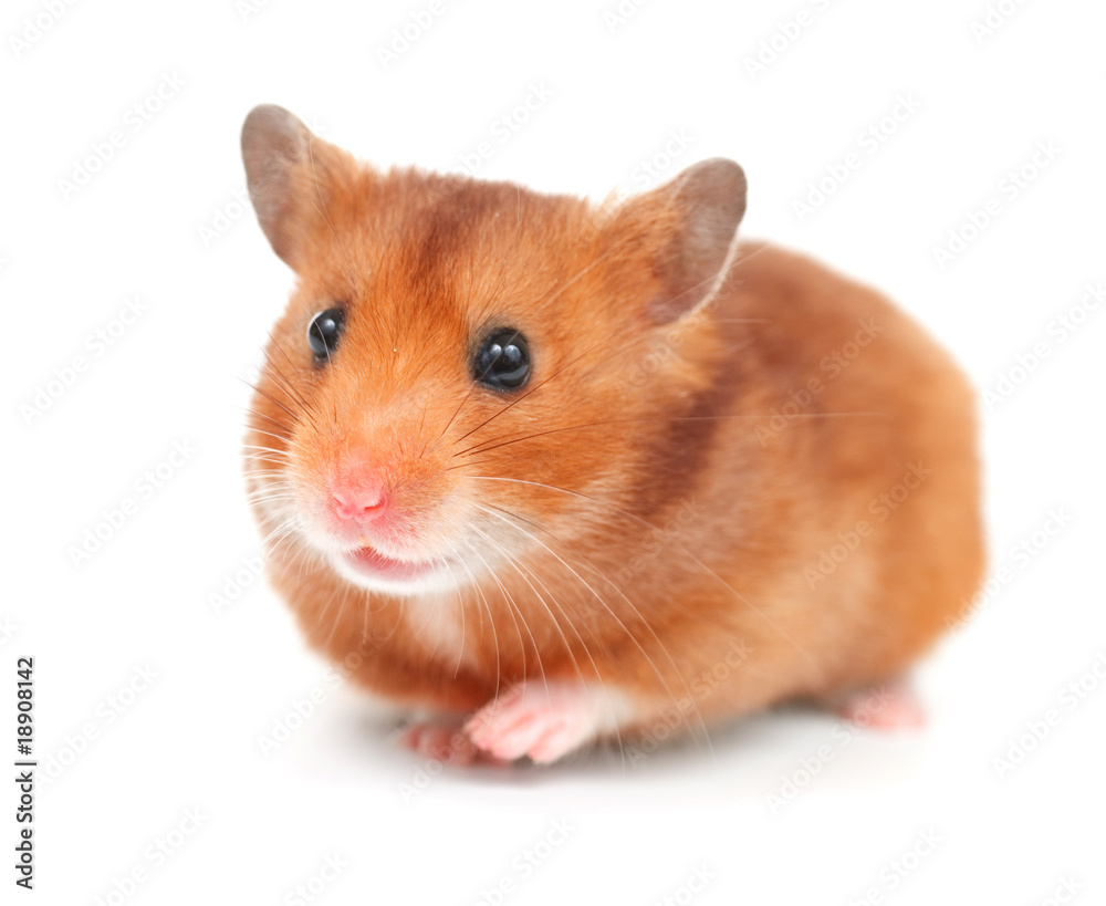 Hamster